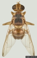 Bactrocera latifrons