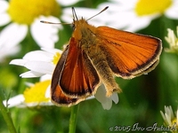 Thymelicus lineola - Essex Skipper