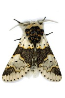 Furcula bicuspis - Alder Kitten