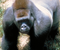 Western lowland gorilla (Gorilla gorilla gorilla)