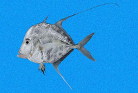Selene orstedii, Mexican moonfish: fisheries, gamefish