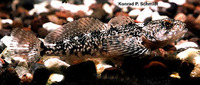 Cottus perplexus, Reticulate sculpin: