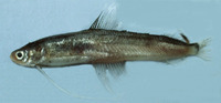 Bregmaceros nectabanus, Smallscale codlet: