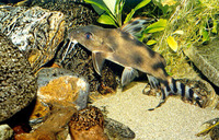 Synodontis decorus, Clown squeaker: aquarium