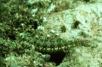 Salarias sinuosus, Fringelip blenny: