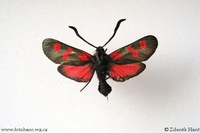 Zygaena trifolii - Five-Spot Burnet