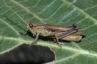 Chorthippus oschei