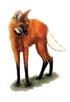 Image of: Chrysocyon brachyurus (maned wolf)