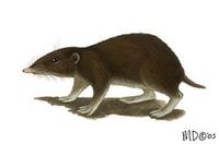 Image of: Hylomys suillus (short-tailed gymnure)