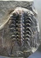Selenopeltis buchii vultuosa