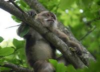 Image of: Macaca thibetana (Père David's macaque)