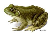 Image of: Rana catesbeiana (North American bullfrog)