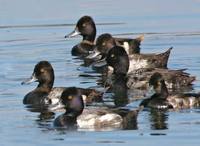 Aythya marila - Greater Scaup