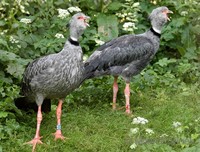 Chauna torquata - Southern Screamer