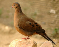 Zenaida graysoni - Socorro Dove