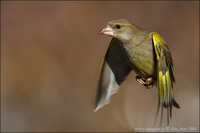 Carduelis chloris - European Greenfinch