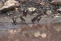 Petrochelidon pyrrhonota - Cliff Swallow