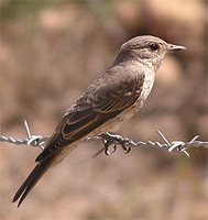 Muscicapa striata - Spotted Flycatcher