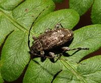 Image of: Astylopsis
