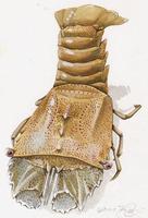 Image of: Thenus orientalis (flathead lobster)