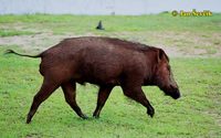 Sus scrofa - Central European Wild Pig