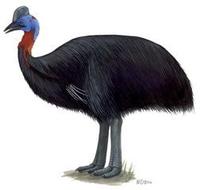 Image of: Casuarius unappendiculatus (northern cassowary)