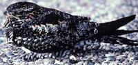 Image of: Chordeiles minor (common nighthawk)