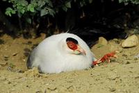 Image of: Crossoptilon crossoptilon (white eared-pheasant)