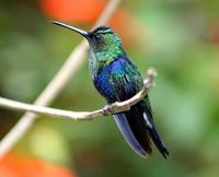 Image of: Thalurania fannyi (green-crowned woodnymph)