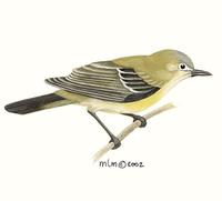 Image of: Vireo bellii (Bell's vireo)