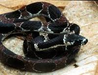 Image of: Dipsas catesbyi