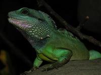 Physignathus cocincinus - Chinese Water Dragon