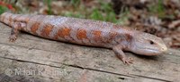 Tiliqua gigas - Giant Bluetongue Skink