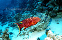 egypt-u34: Egypt - Red Sea - Louti Grouper - Variola louti - Cephalopholis miniata - underwater ...
