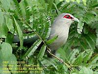 Green-billed Malkoha - Phaenicophaeus tristis