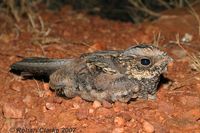 Spotted Nightjar - Eurostopodus argus