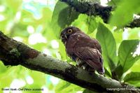 Brown Boobook - Ninox scutulata