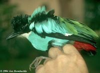 Azure-breasted Pitta - Pitta steerii