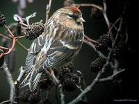 Common Redpoll - Carduelis flammea