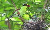 Common Green Magpie - Cissa chinensis