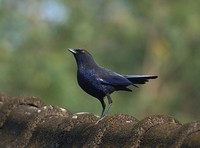 Taiwan Whistling Thrush - Myophonus insularis