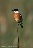 Hodgson's Bushchat - Saxicola insignis