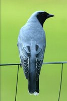 Black faced Cuckoo Shrike