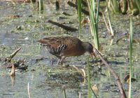 Virginia Rail - Rallus limicola