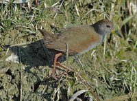 Brown Crake - Amaurornis akool