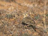 Sprague's Pipit (Anthus spragueii) photo