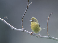 Japanese Yellow Bunting (Emberiza sulphurata) photo