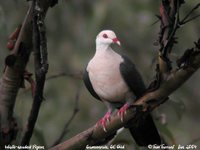 White-headed Pigeon - Columba leucomela