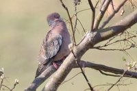 Picazuro Pigeon - Patagioenas picazuro