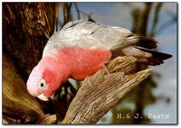 Galah - Eolophus roseicapillus